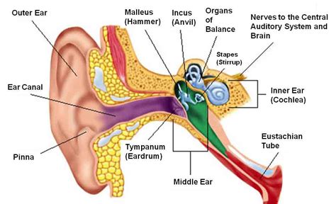 Human ear .